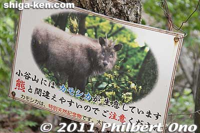 Beware of wild goats (kamoshika) on Mt. Odani.
Keywords: shiga nagahama kohoku-cho odani castle mt. mountain 