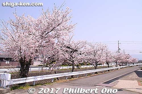 Cherry blossoms almost right outside the train station.
Keywords: shiga nagahama Torahime Toragozen sakura cherry blossoms flowers