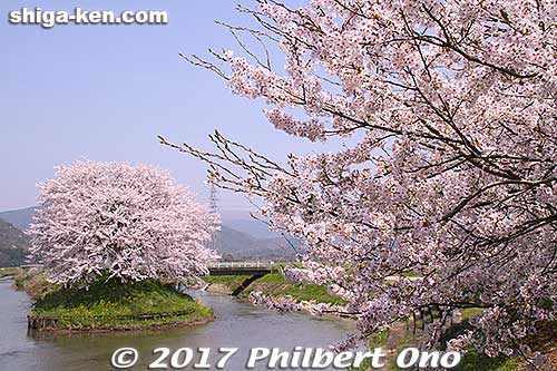 Cherry blossoms even in the middle of the river. So picturesque.
Keywords: shiga nagahama Torahime Toragozen sakura cherry blossoms flowers