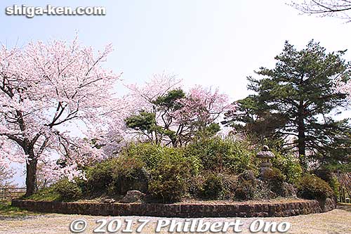 Tumulus on Toragozen-yama.
Keywords: shiga nagahama Torahime Toragozen sakura cherry blossoms flowers