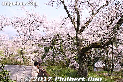 Mt. Toragozen, Nagahama
Keywords: shiga nagahama Torahime Toragozen sakura cherry blossoms flowers shigabestsakura