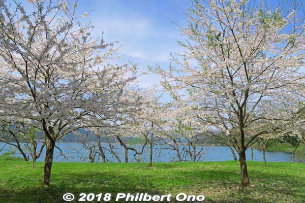 Lake Yogo is scenic in all seasons. In April, cherry blossoms bloom along a few parts of the lake.
Keywords: shiga nagahama lake yogo