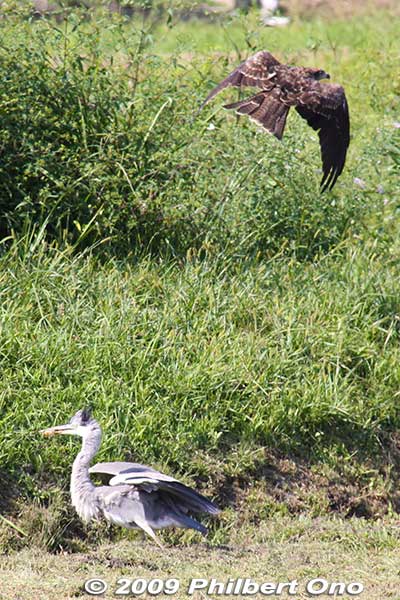 A black kite tries to steal the heron's frog.
Keywords: shiga nagahama lake yogo