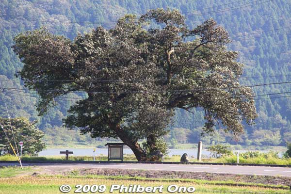 Swan maiden tree at Lake Yogo. It's actually not that close to the lake edge. It's a willow tree. (マルバヤナギ) 余呉湖の衣掛柳
Keywords: shiga nagahama lake yogo