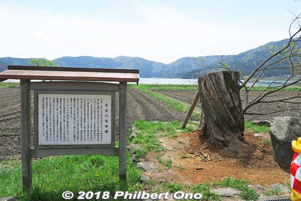 Sadly, in Oct. 2017, a major typhoon knocked down the swan maiden willow tree. Most of the tree had to be cut. This photo was taken in April 2018. 余呉湖の衣掛柳
Keywords: shiga nagahama lake yogo