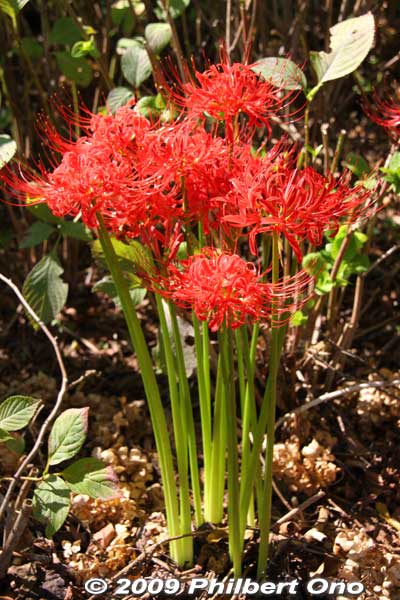 Higan-bana or red spider lily in Sept.
Keywords: shiga nagahama lake yogo flower
