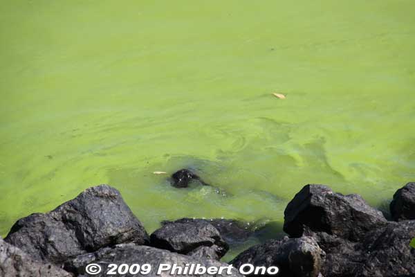Lake Yogo green with algae in late Sept.
Keywords: shiga nagahama lake yogo