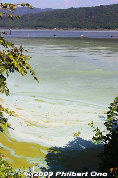 Lake Yogo green with algae in late Sept.
Keywords: shiga nagahama lake yogo
