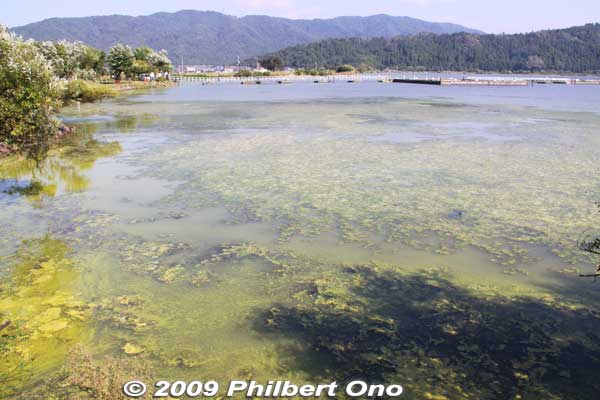 Lake Yogo green with algae in late Sept.
Keywords: shiga nagahama lake yogo
