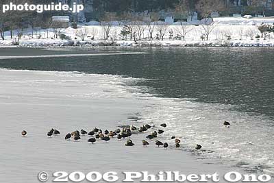 Ducks on ice
Keywords: shiga prefecture yogo-cho lake yogo winter snow ducks