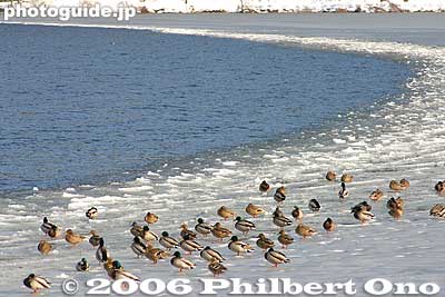Ducks on ice
Keywords: shiga prefecture yogo-cho lake yogo winter snow japanfuyu japanwildlife