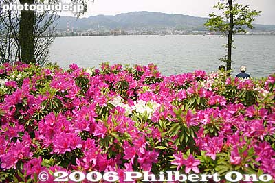 Azaleas in full bloom along the lake edge
Keywords: shiga prefecture otsu lake biwa biwako regatta boat race rowing japanharu