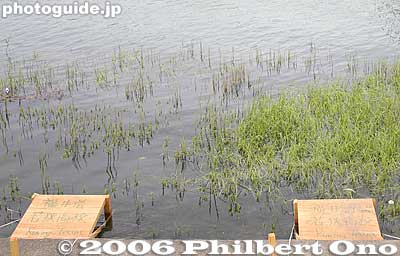 Temporary boat landing
Keywords: shiga prefecture otsu lake biwa biwako regatta boat race rowing
