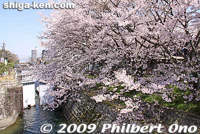Keywords: shiga prefecture otsu biwako sosui canal lake biwa cherry blossoms sakura