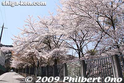 Keywords: shiga prefecture otsu biwako sosui canal lake biwa cherry blossoms sakura otsusakura