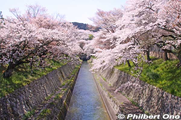 Lake Biwa Canal (Biwako Sosui) and cherry blossoms. This is one of two canals which supply water from Lake Biwa to Kyoto. National Historic Site
Keywords: shiga prefecture otsu biwako sosui canal lake biwa cherry blossoms sakura otsusakura shigabestsakura shigabesthist