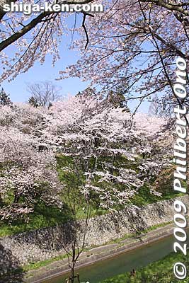Keywords: shiga prefecture otsu biwako sosui canal lake biwa cherry blossoms sakura otsusakura