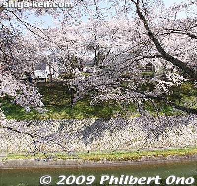 Lake Biwa Canal and cherry blossoms.
Keywords: shiga prefecture otsu biwako sosui canal lake biwa cherry blossoms sakura otsusakura shigabestsakura
