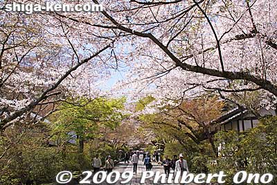 The Sando path also has cherry trees in April. Late April brings azaleas.
Keywords: shiga otsu ishiyama-dera temple cherry blossoms sakura