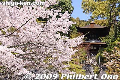 Cherry blossoms and Tahoto pagoda at Ishiyama-dera.
Keywords: shiga otsu ishiyama-dera temple cherry blossoms sakura otsusakura shigabestsakura
