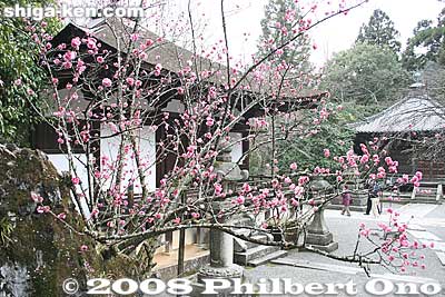 Plum blossoms.
Keywords: shiga otsu ishiyama-dera buddhist temple