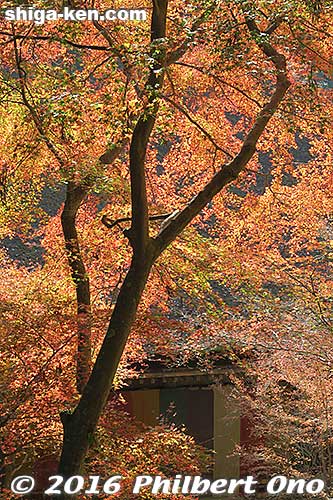 Ishiyama-dera is also noted for autumn leaves.
Keywords: shiga otsu ishiyama-dera buddhist temple autumn leaves fall