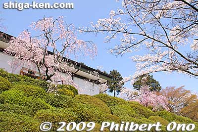 Keywords: shiga otsu ishiyama-dera buddhist temple cherry blossoms sakura otsusakura
