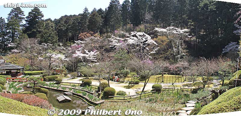 Ishiyama-dera's Japanese garden in spring.
Keywords: shiga otsu ishiyama-dera buddhist temple cherry blossoms sakura