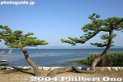 Pine tree and Lake Biwa.
Keywords: shiga prefecture otsu karasaki pine tree omi hakkei