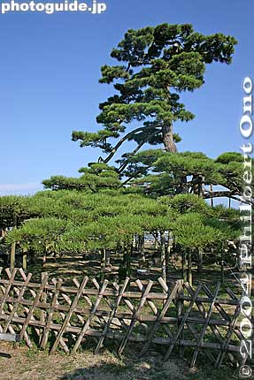 Karasaki Pine Tree was still healthy and deep green in 2004.
Keywords: shiga prefecture otsu karasaki pine tree omi hakkei