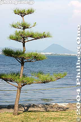 Keywords: shiga prefecture otsu karasaki pine tree omi hakkei