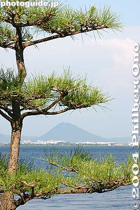 Keywords: shiga prefecture otsu karasaki pine tree omi hakkei