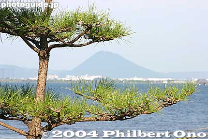 Mt. Mikami + Pine Tree at Karasaki.
Keywords: shiga prefecture otsu karasaki pine tree omi hakkei shigabestviews