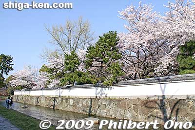 Zeze Castle wall
Keywords: shiga otsu lakefront zeze castle cherry blossoms sakura 