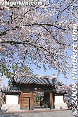 Zeze Castle gate and cherry blossoms.
Keywords: shiga otsu lakefront zeze castle cherry blossoms sakura 