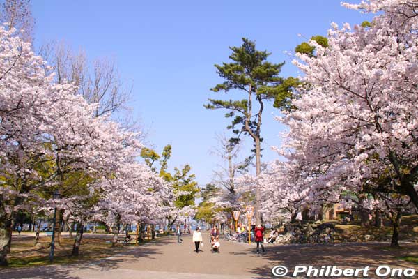 Zeze Castle's main path to the lake shore is lined with cherry trees.
Keywords: shiga otsu lakefront zeze castle cherry blossoms sakura otsusakura