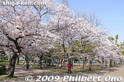 Keywords: shiga otsu lakefront zeze castle cherry blossoms sakura 