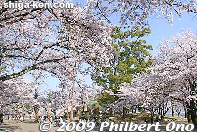 Zeze Castle Park, Otsu.
Keywords: shiga otsu lakefront zeze castle cherry blossoms sakura otsusakura shigabestsakura