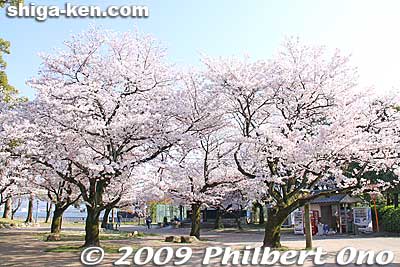 Zeze Castle was built in 1601 upon the order of Tokugawa Ieyasu after he won the Battle of Sekigahara in 1600. He dismantled Otsu Castle and assigned Zeze Castle as a guard for the Tokaido Road.
Keywords: shiga otsu lakefront zeze castle cherry blossoms sakura 