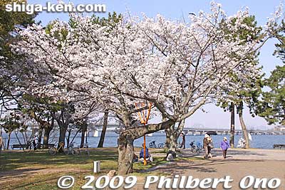 Zeze Castle was controlled by a fudai daimyo, a lord with close ties to the Tokugawa. It was considered a strategic location being close to the Tokaido Road and Seta-no-Karahashi Bridge. 
Keywords: shiga otsu lakefront zeze castle cherry blossoms sakura 