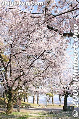 Keywords: shiga otsu lakefront zeze castle cherry blossoms sakura 
