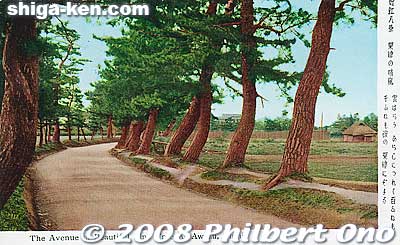 Old postcard showing the pine trees of Awazu.
Keywords: shiga otsu omi hakkei awazu pine trees