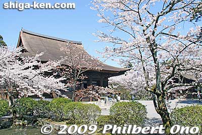 Kondo Hall and cherry blossoms.
Keywords: shiga otsu miidera onjoji temple tendai buddhist sect cherry blossoms sakura 