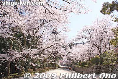 Cherry blossoms in April.
Keywords: shiga otsu miidera onjoji temple tendai buddhist sect cherry blossoms sakura 