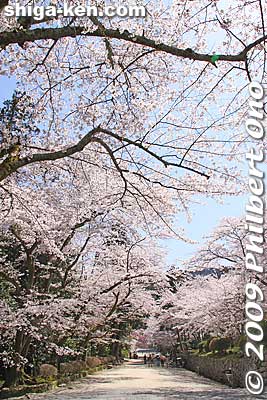 Keywords: shiga otsu miidera onjoji temple tendai buddhist sect cherry blossoms sakura 