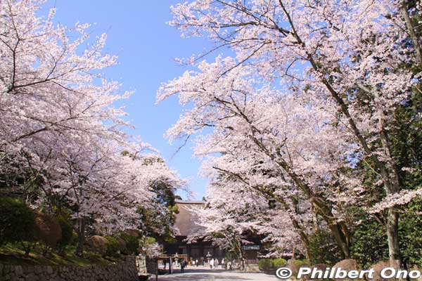 Miidera's cherry blossoms are also lit up at night. (See photos at bottom.)
Keywords: shiga otsu miidera onjoji temple tendai buddhist sect cherry blossoms sakura otsusakura shigabestsakura