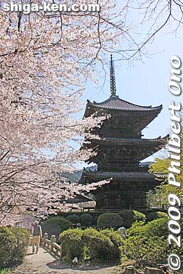 On the right of the Kancho-do is the three-story pagoda (Sanju-no-to). It was moved from Fushimi Castle in Kyoto in 1601 by Tokugawa Ieyasu. Important Cultural Property. 三重塔
Keywords: shiga otsu miidera onjoji temple tendai buddhist sect cherry blossoms sakura pagoda 