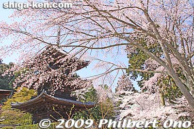 Miidera's Three-story pagoda (Sanju-no-to)
Keywords: shiga otsu miidera onjoji temple tendai buddhist sect cherry blossoms sakura pagoda japanharu otsusakura