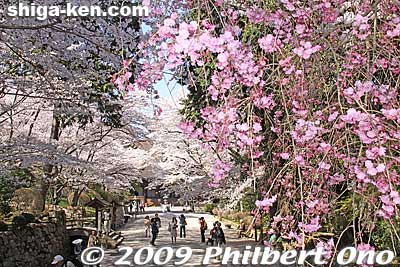 View from the bridge during cherry blossom season, looking toward the Kondo Hall.
Keywords: shiga otsu miidera onjoji temple tendai buddhist sect cherry blossoms sakura otsusakura
