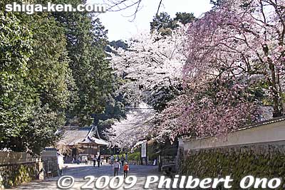 Keywords: shiga otsu miidera onjoji temple tendai buddhist sect cherry blossoms sakura 